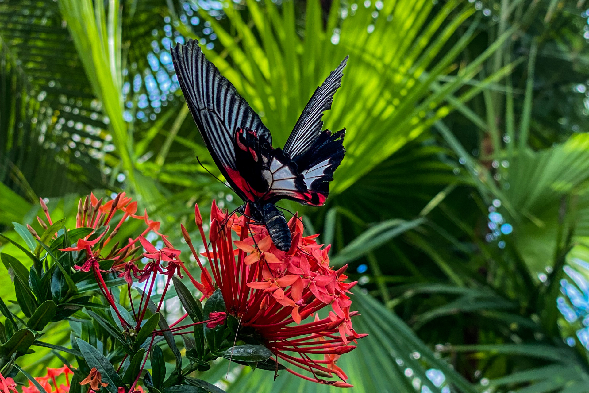 Butterfly Conservatory 